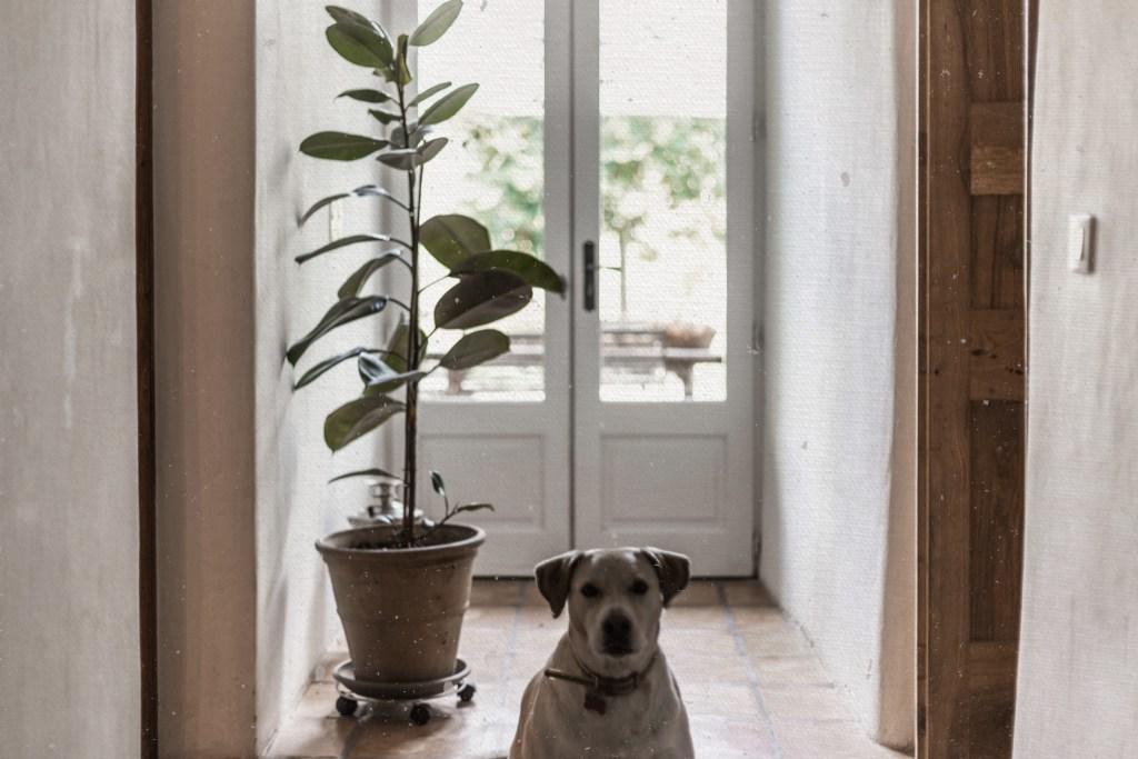 Residence Crone Castillon-en-Couserans ภายนอก รูปภาพ